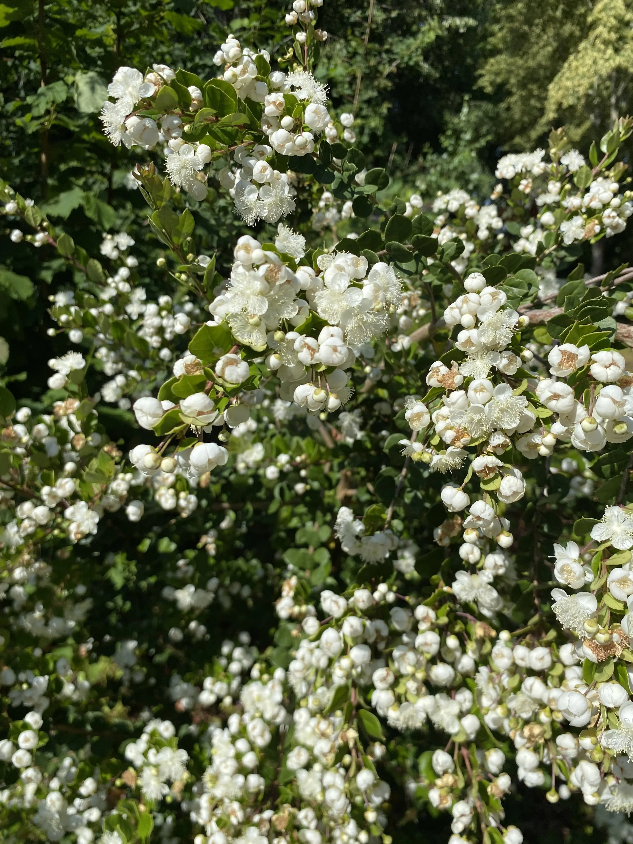 IMG_0253.jpeg