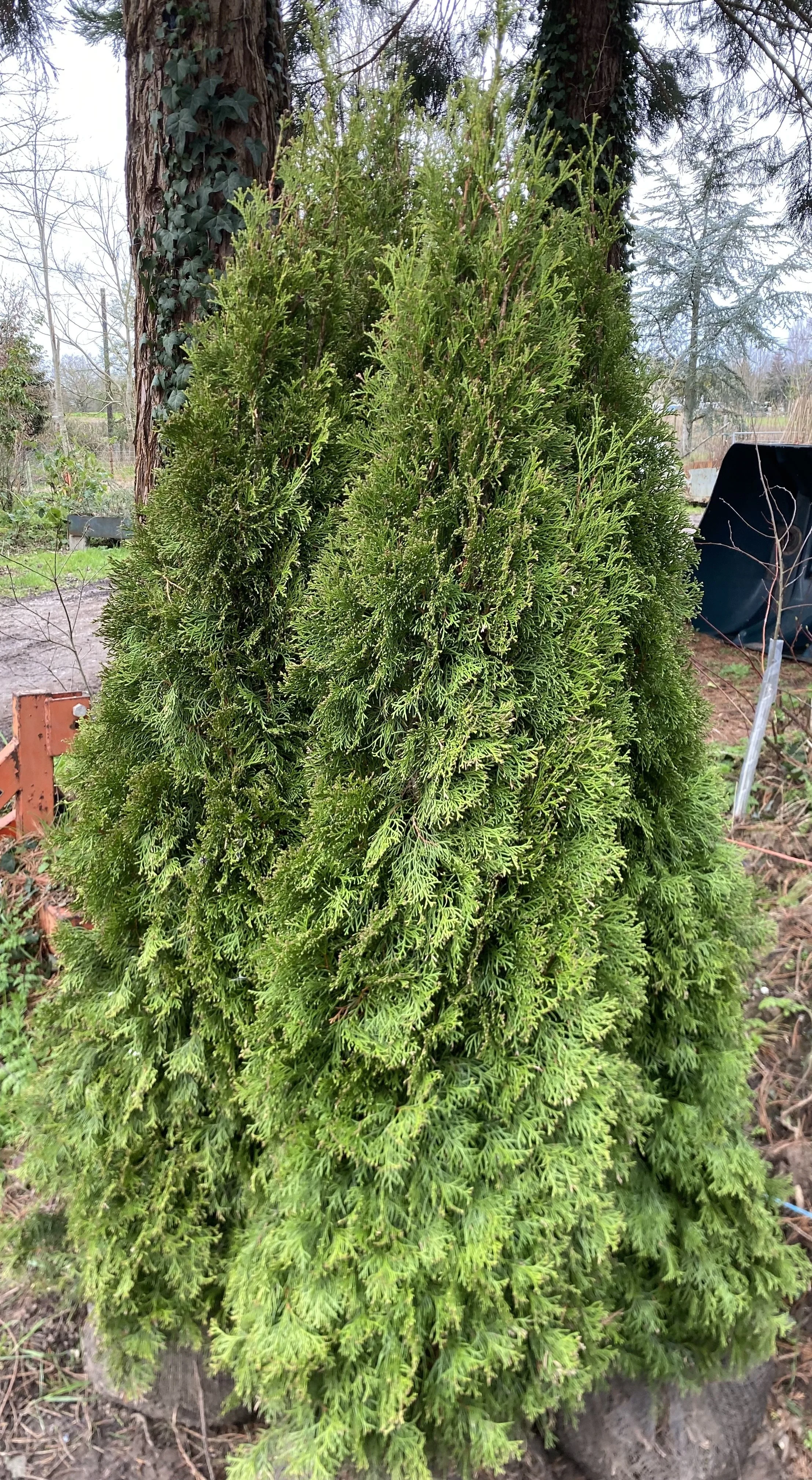 Thuja occidentalis ‘Smaragd’ (AGM)