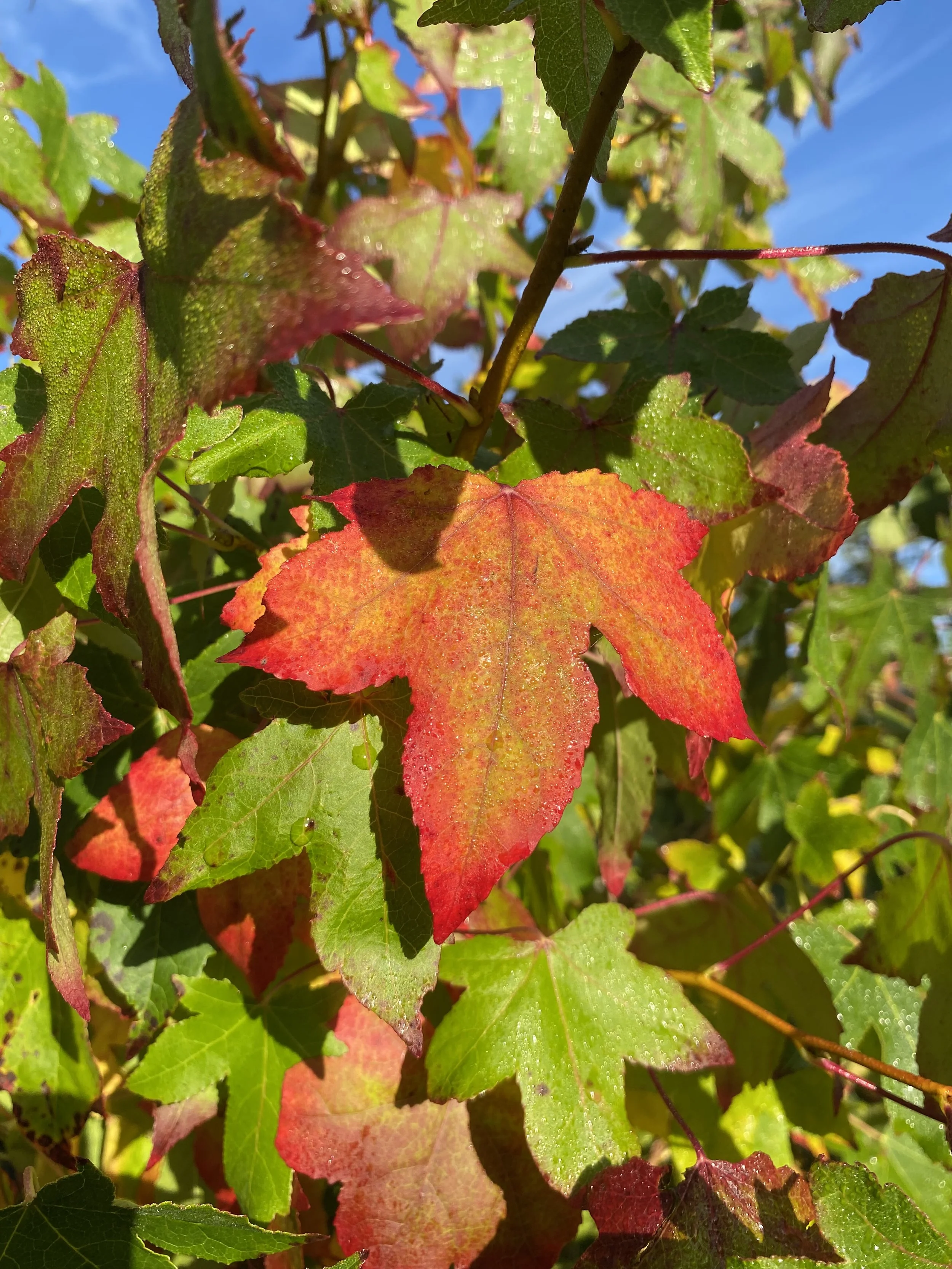 Liquidambar styraciflua (Sweet gum tree) (AGM) (Copy)