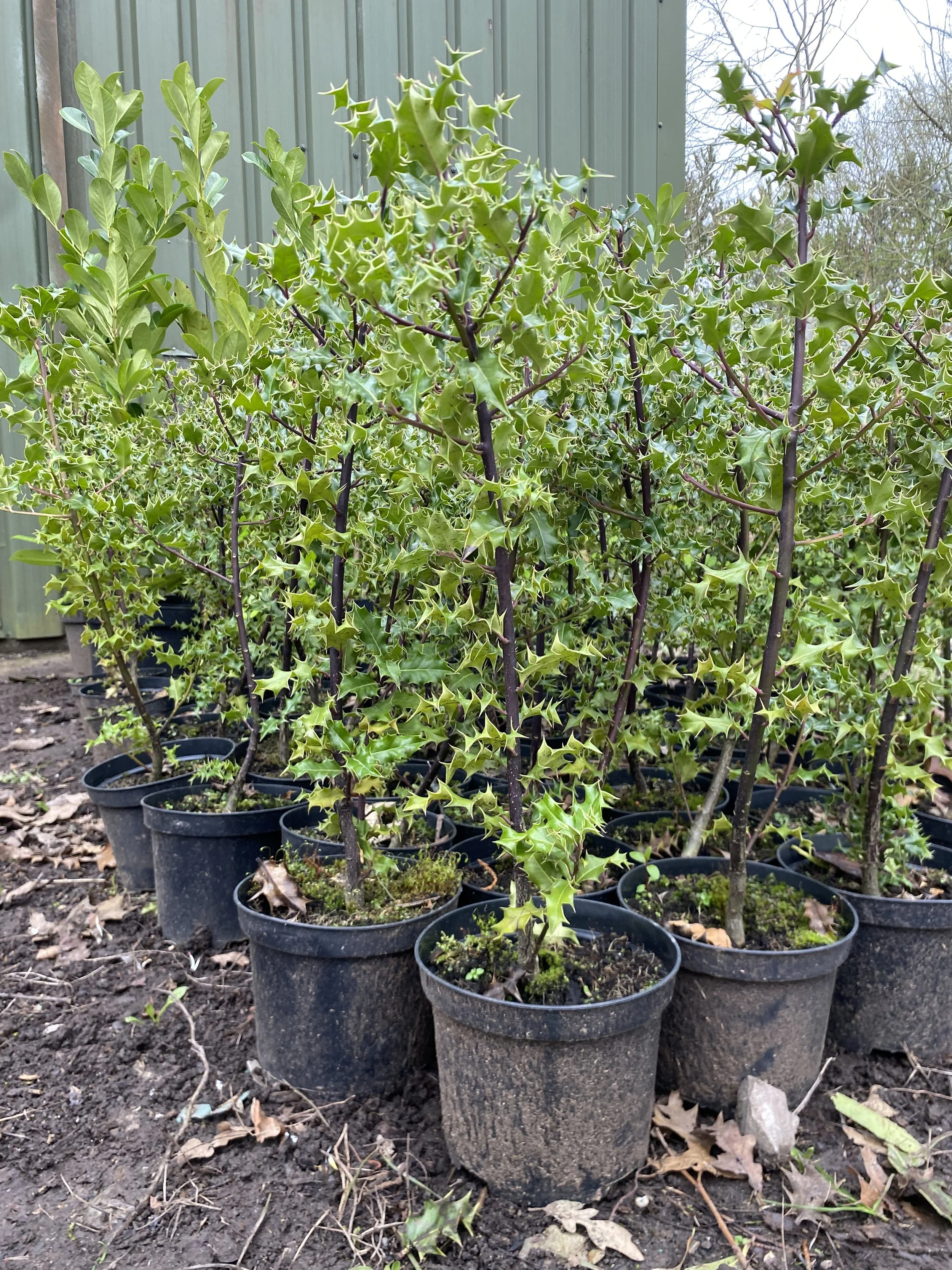 LATE SEASON HEDGING SALE 20% OFF POTTED HOLLY WHILE STOCKS LAST