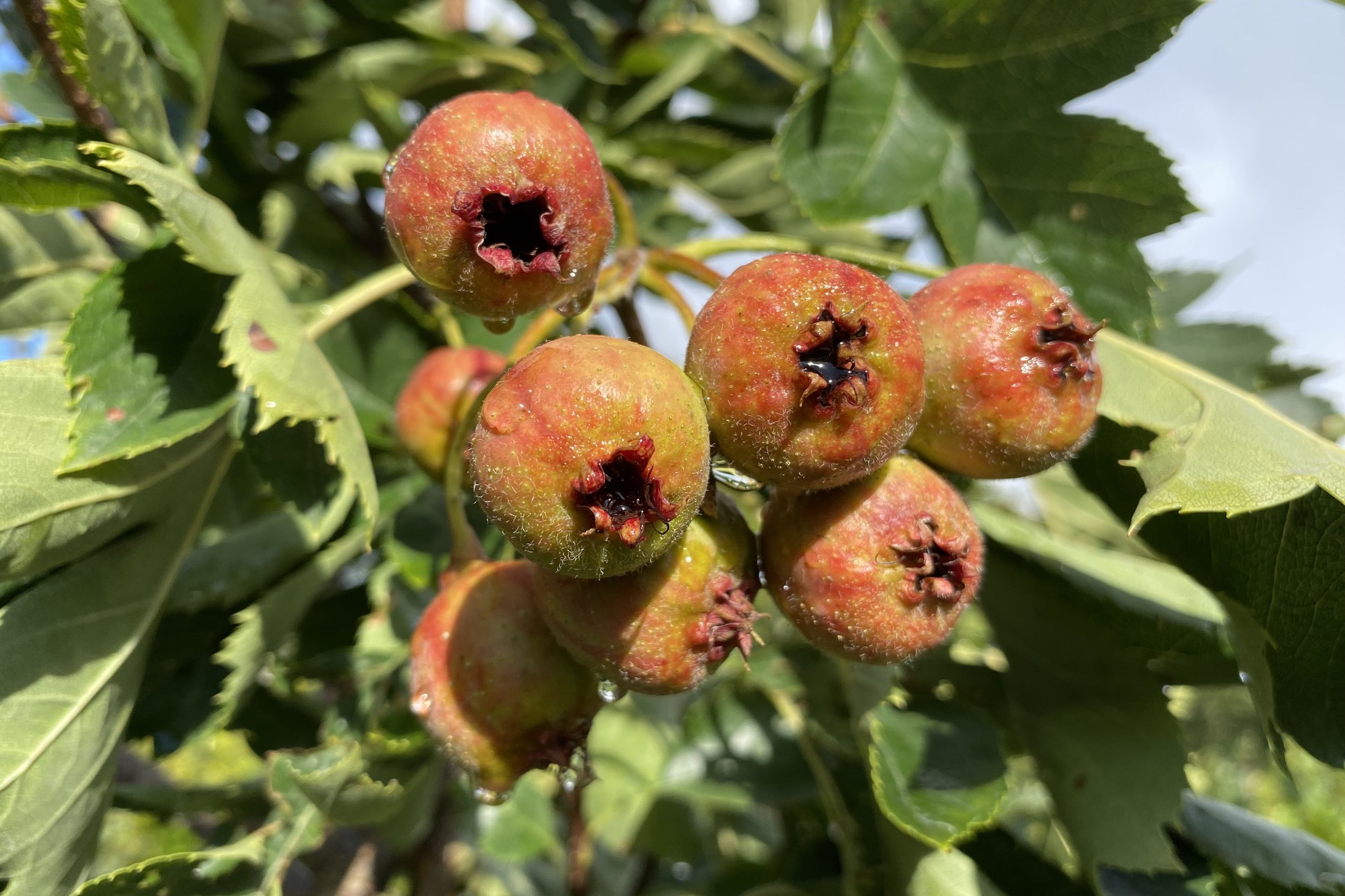 Crataegus pinnatifida ‘Big Golden Star’
