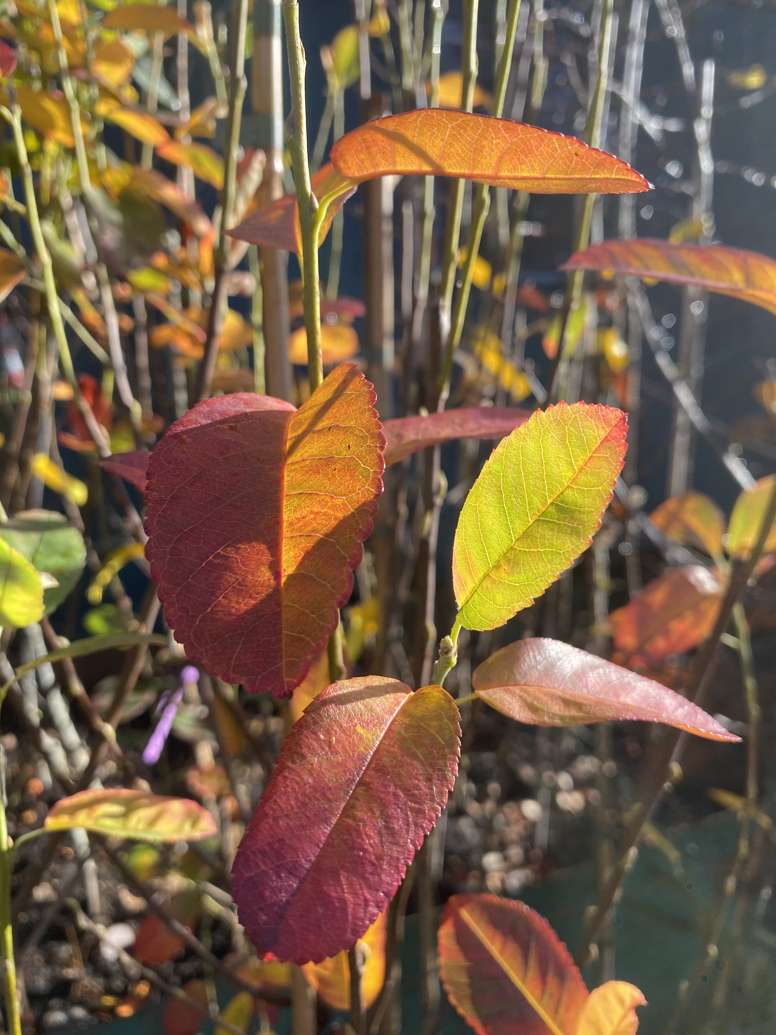 Amelanchier canadensis ‘Rainbow Pillar’