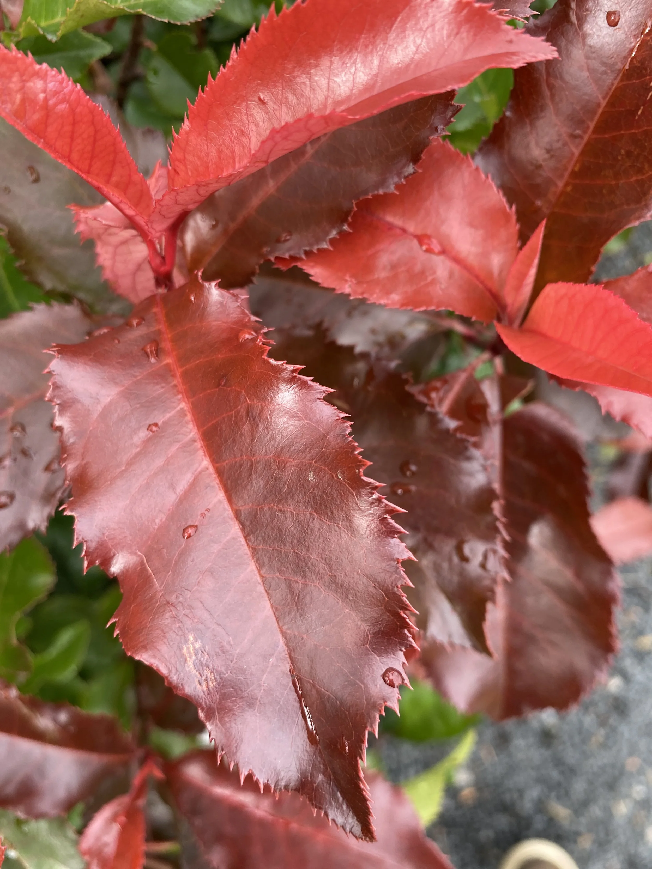 Photinia x fraseri ‘Magical Volcano’