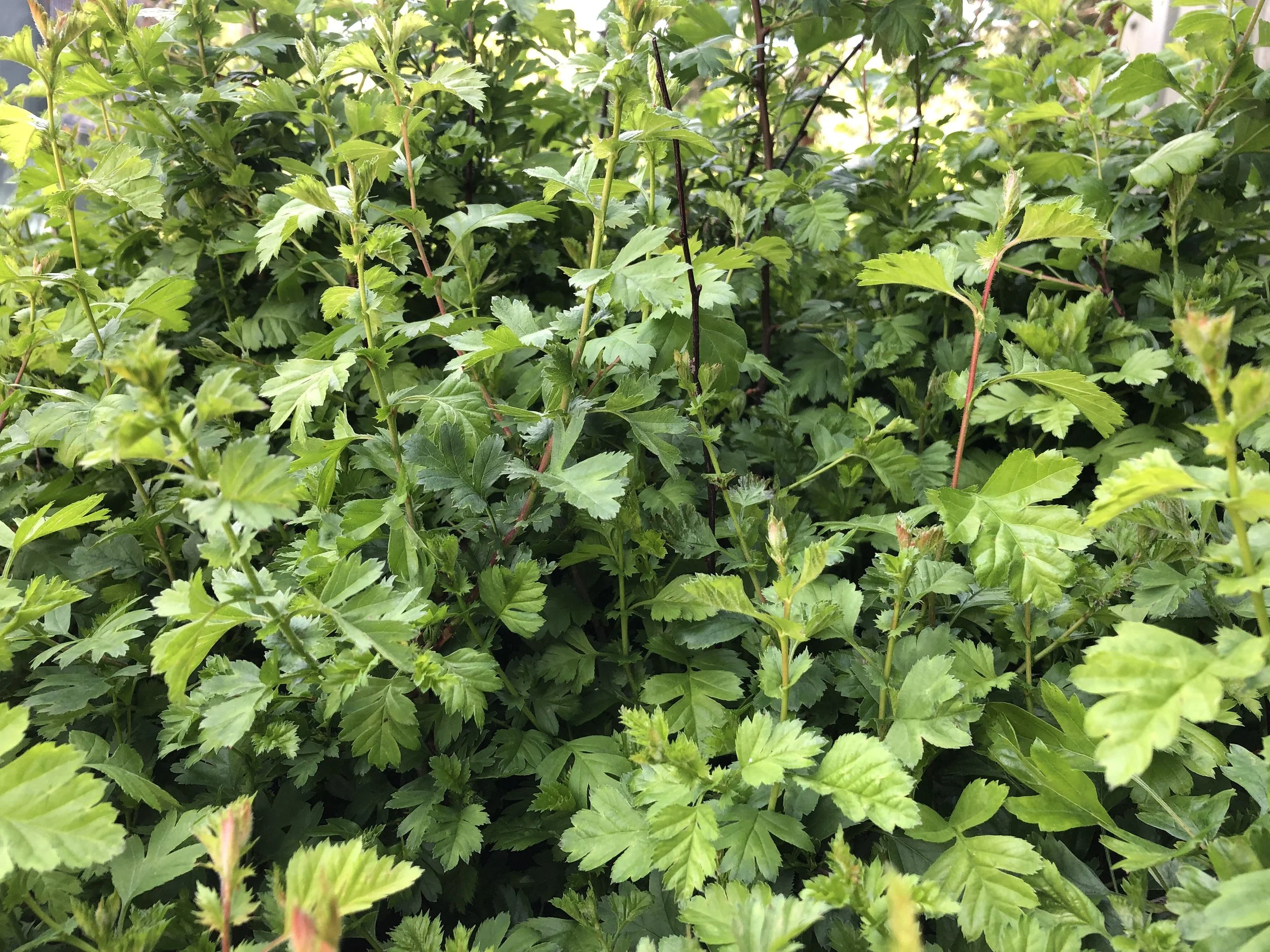 Crataegus monogyna (Hawthorn)