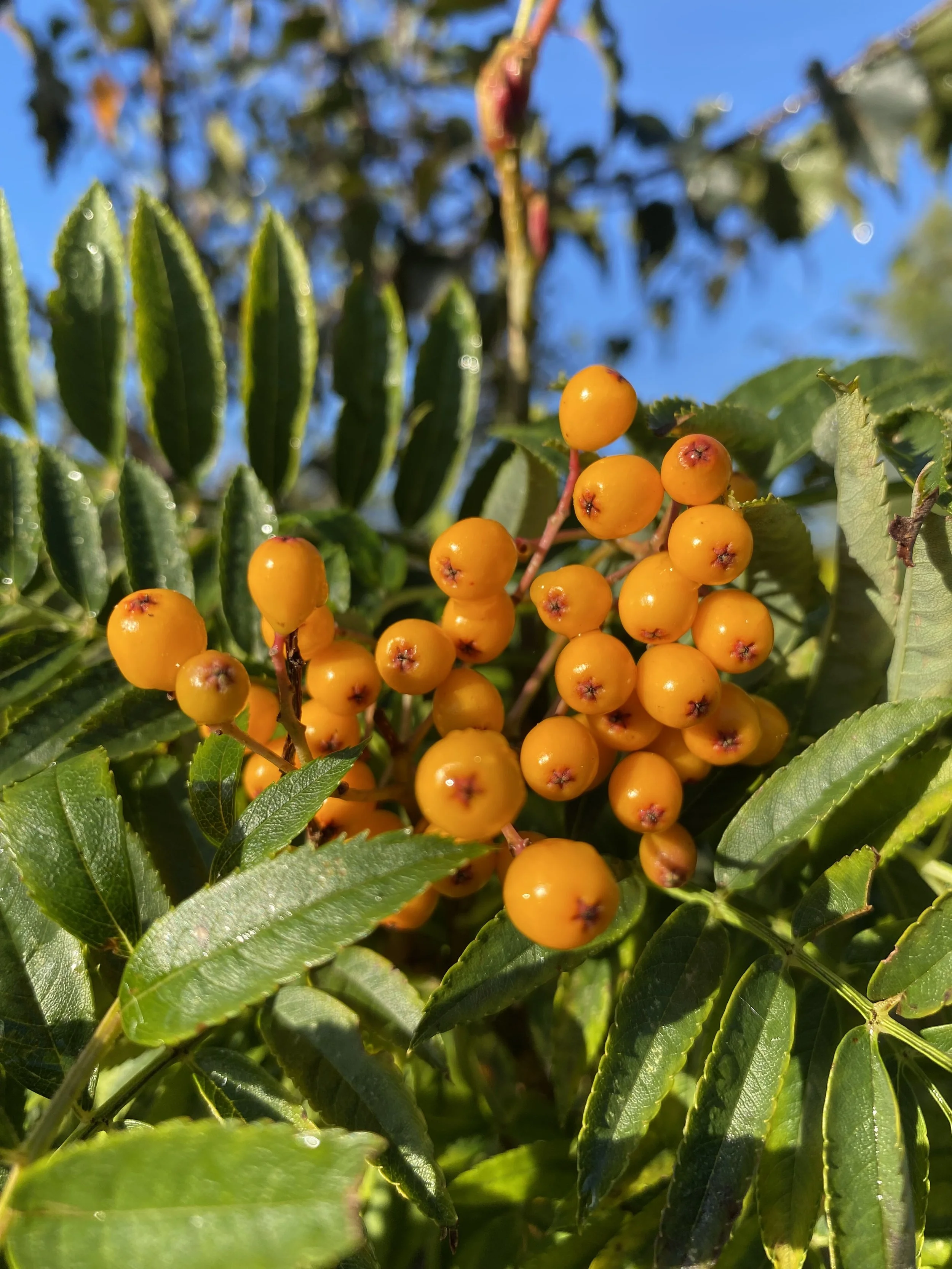 Sorbus ‘Autumn Spire’