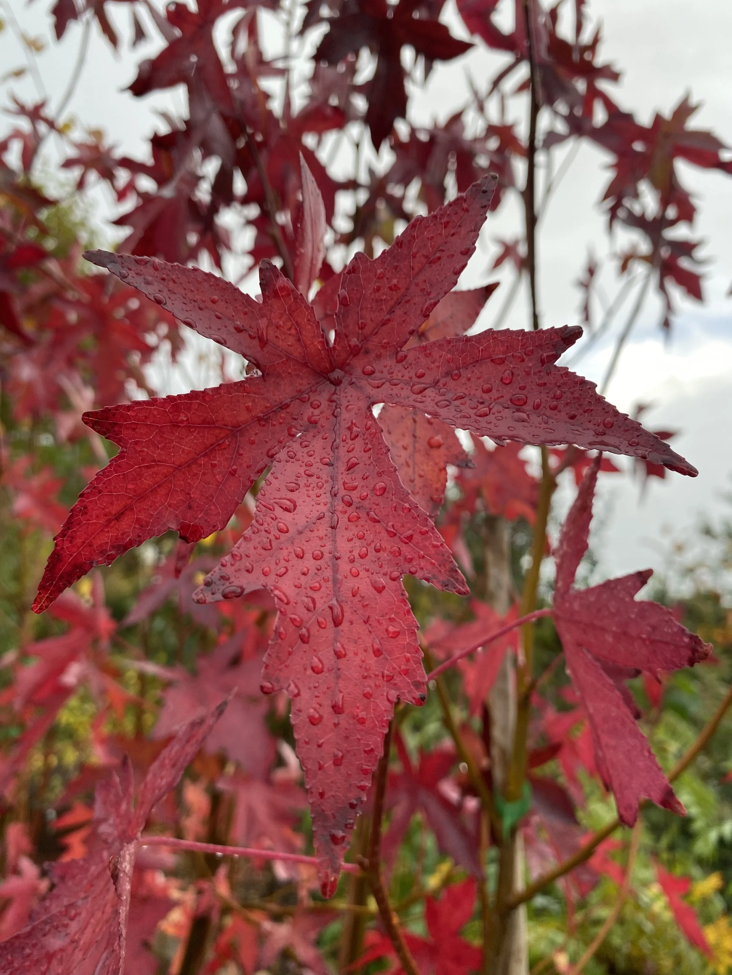 Liquidambar styraciflua ‘Worplesdon’ (Sweet gum tree) (AGM)