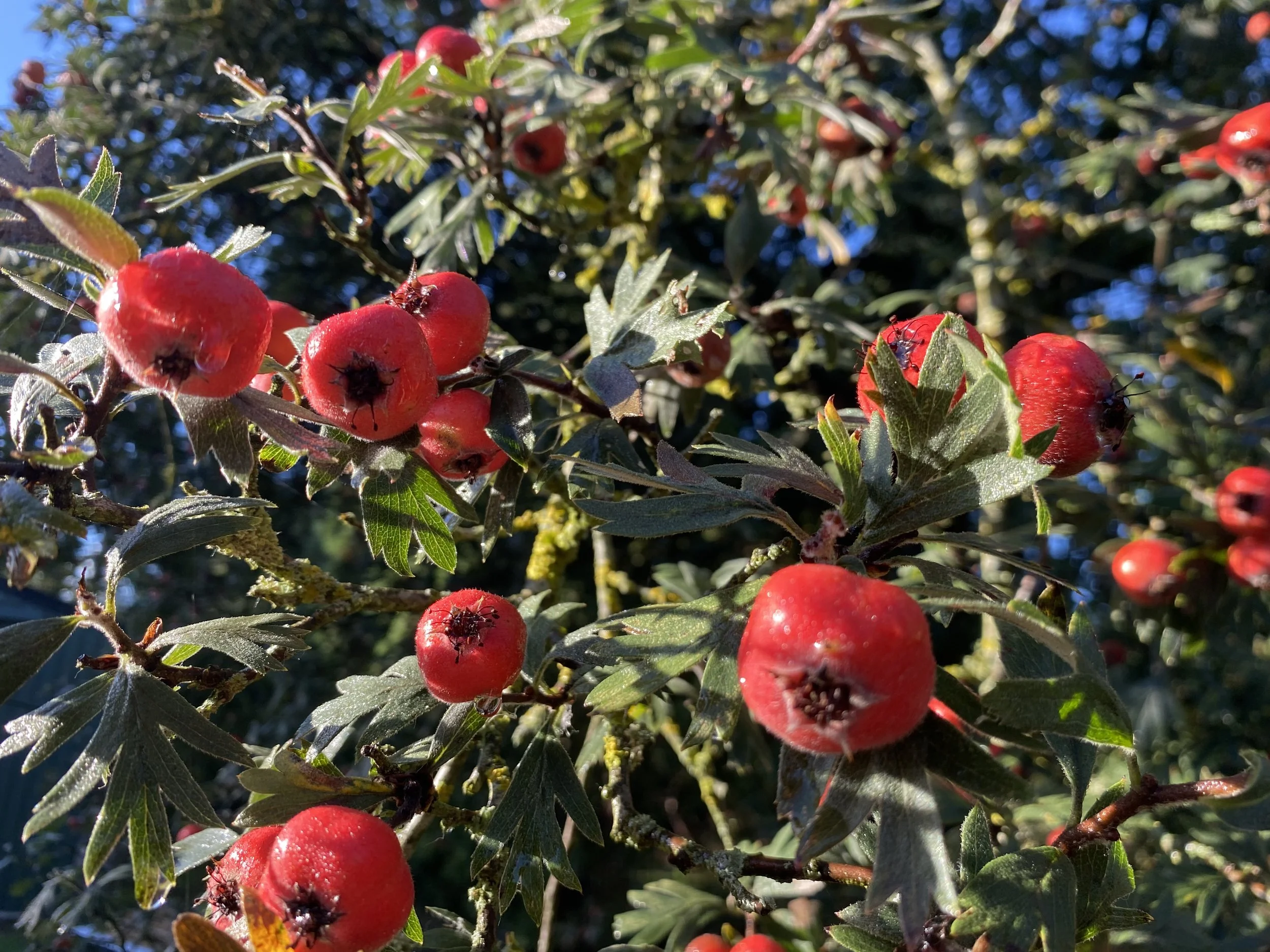 IMG_1382.jpeg