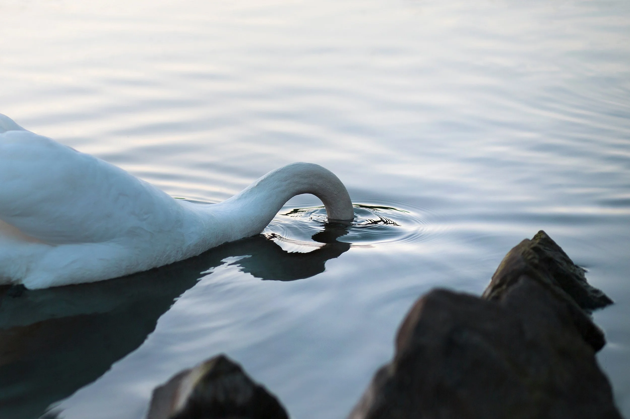 web_veronika_krebs_swan_001.jpg