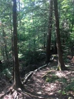 The path to the lake. Where I went when I needed to escape from my own thoughts. Which turned out to be pretty often.