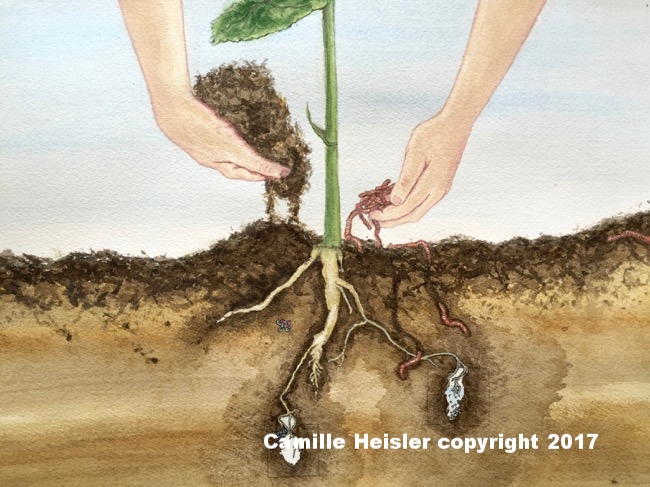 Sunflower Soil Activity, from "Exploring Soils: A Hidden World Undergroud