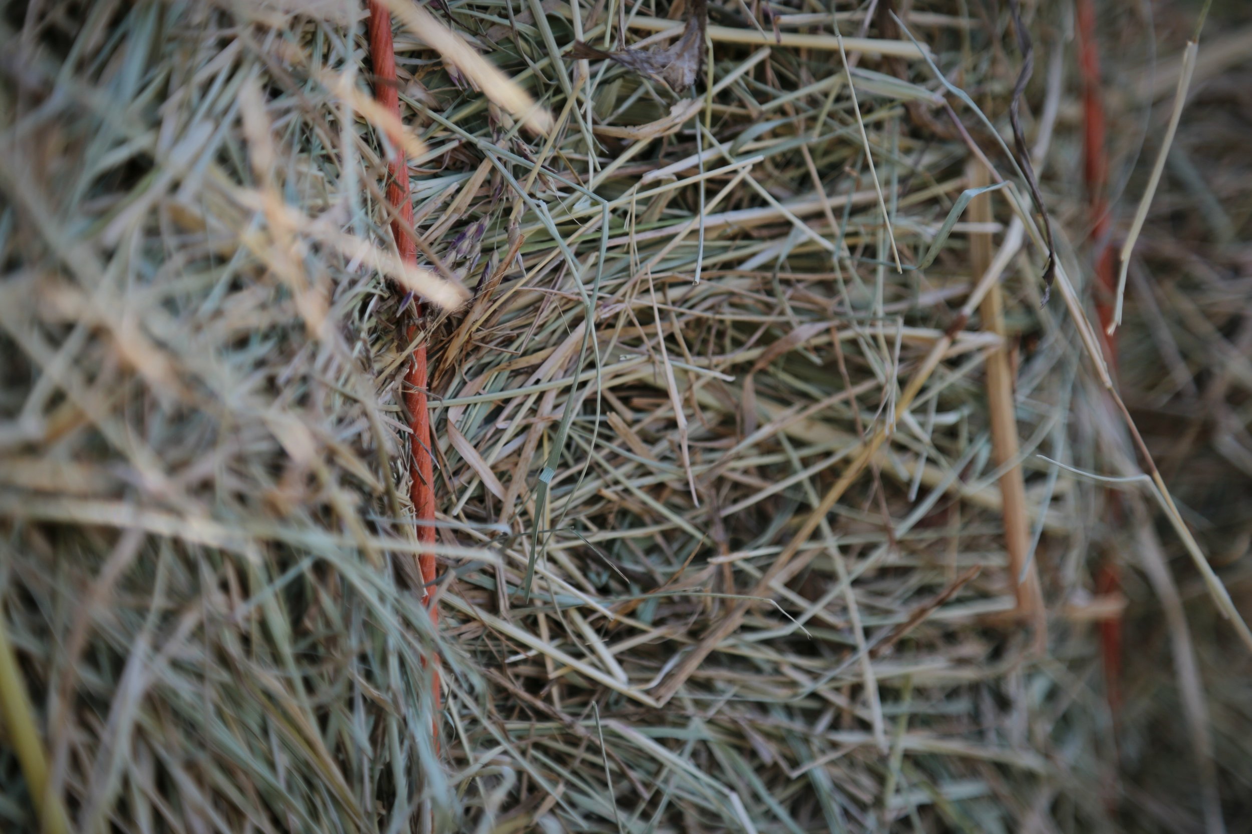 Close hay string.jpg