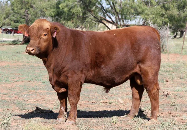 Simbrah Ranches Simbrah Bulls