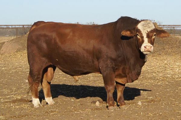 RX Platinum L146.jpg