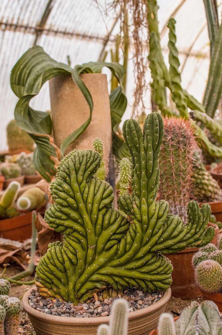 cactus+with+chelle.jpg