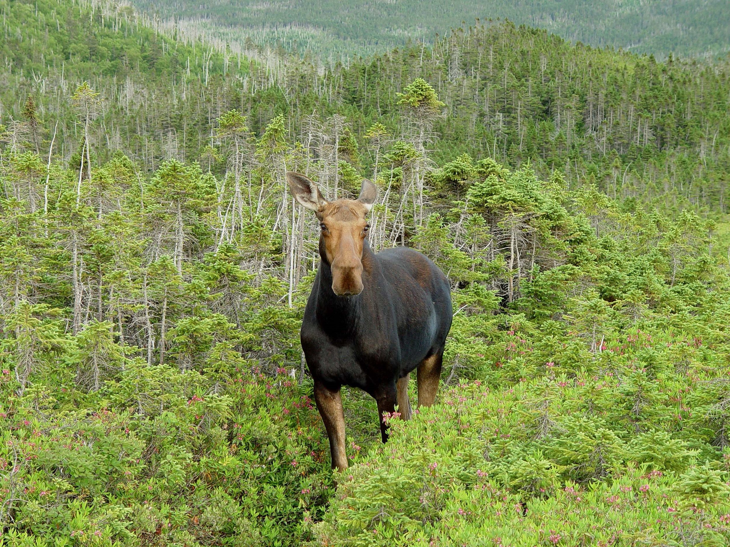 moose.jpg