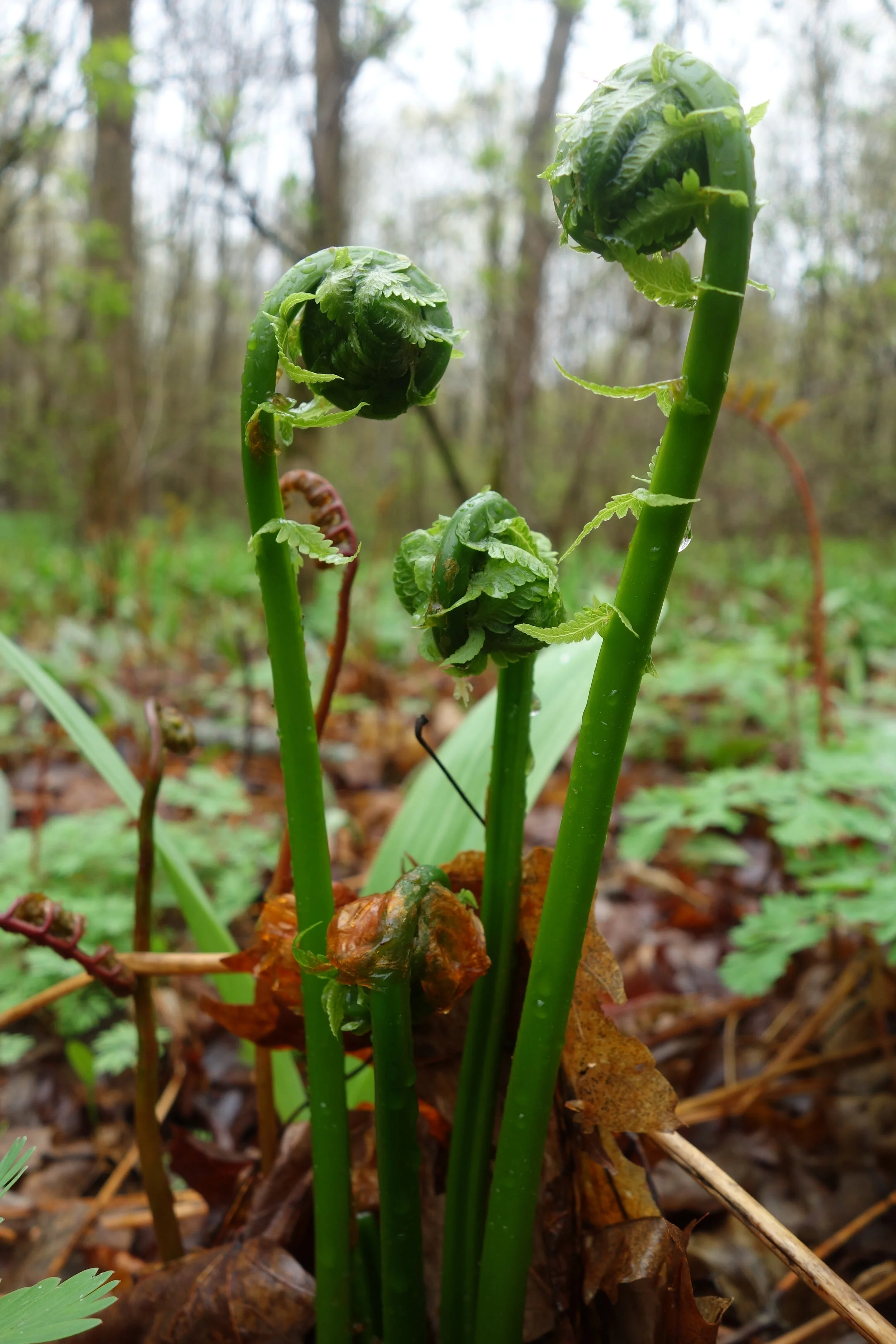 Spring Foraging Class