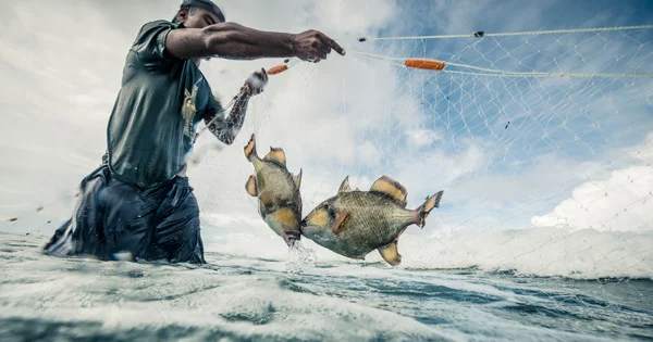 With a touch of salt and pepper, these fish would undoubtedly titillate the tastebuds of even the most refined food critic.