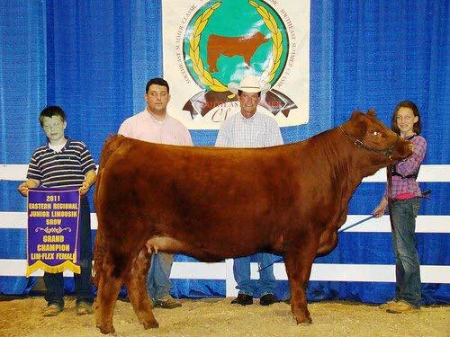 2011 Eastern Regional Jr Limousin Show Grand Champion Lim-Flex