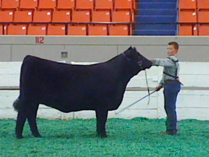 2011 Kentucky State Fair Grand Champion Junior LImousin Show