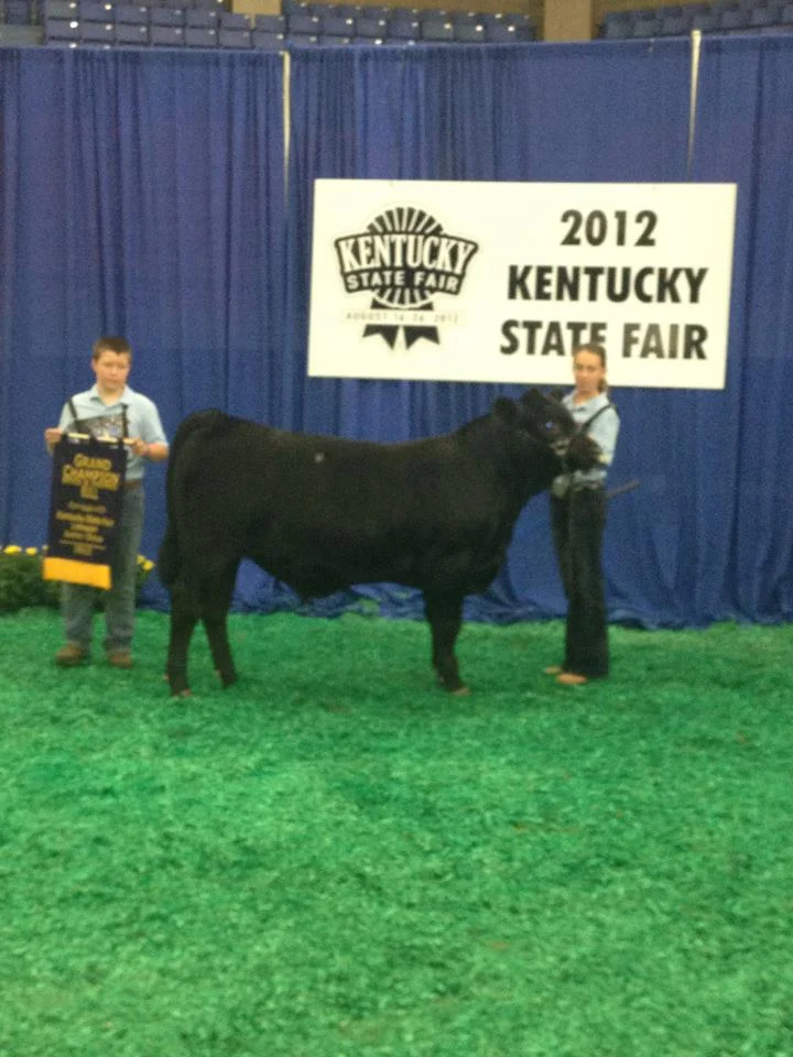 2012 Kentucky State Fair Grand Champion Bred & Owned Limousin Bull