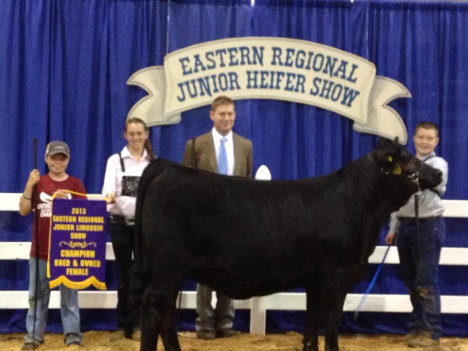 2013 Eastern Regional Junior Limousin Show Champion Bred & Owned Female