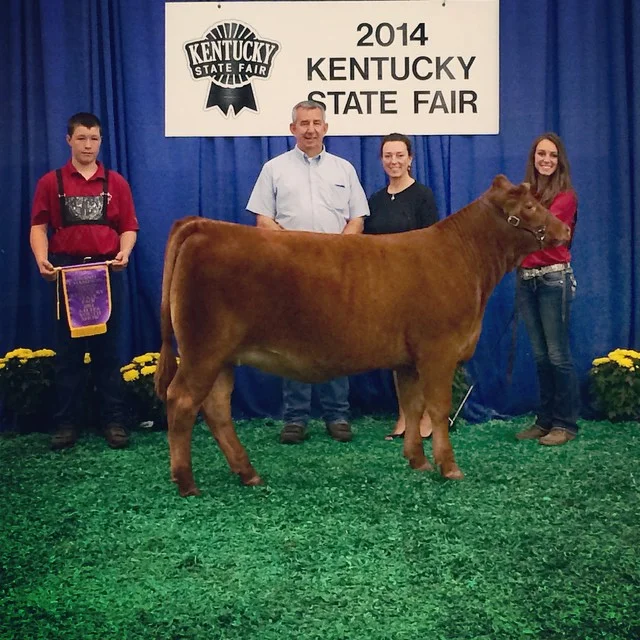 2014 Kentucky State Fair Junior Limousin Grand Champion Female