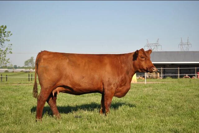 WCR MISS ANNIE XT 3280A