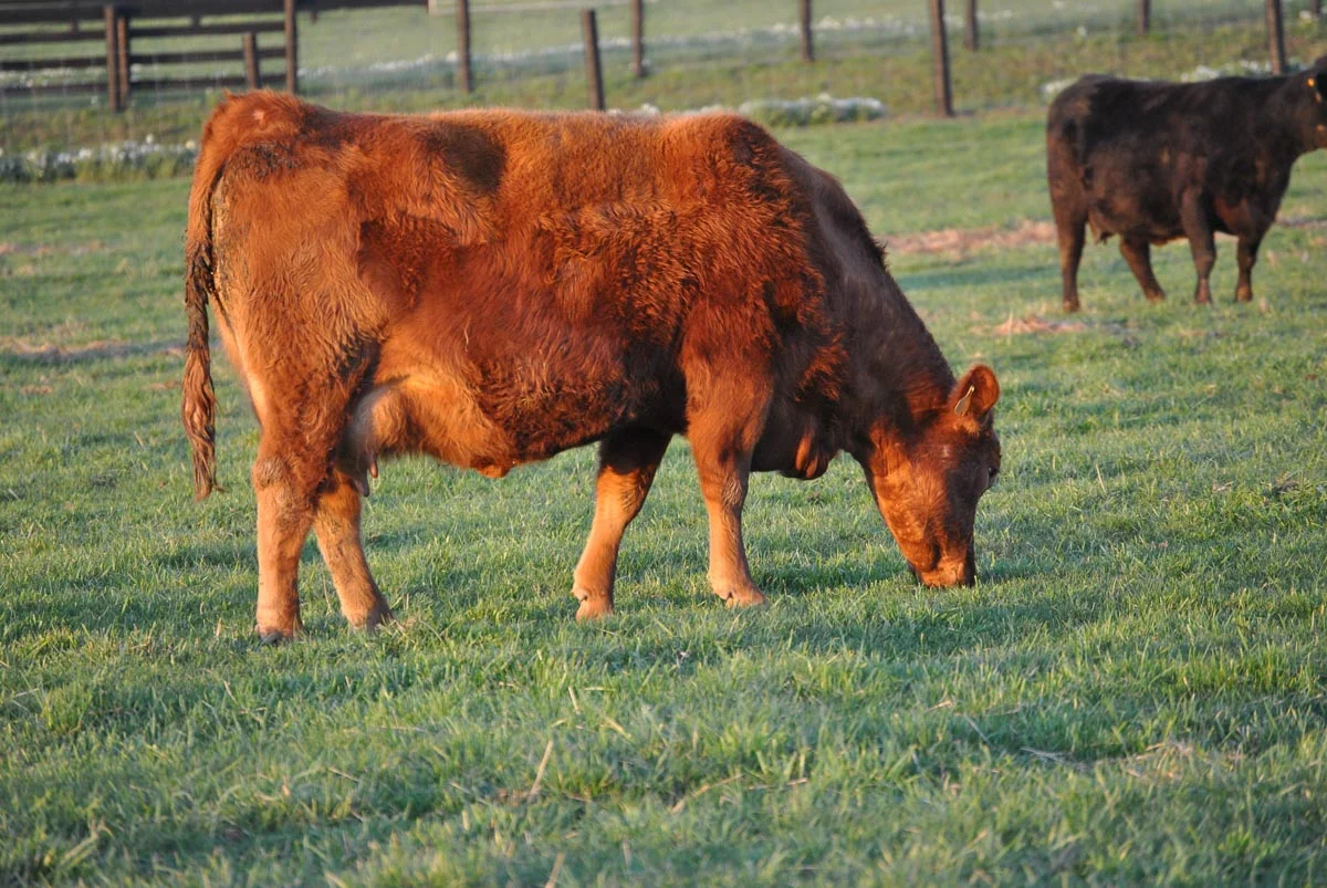 hb-farms-4.jpg