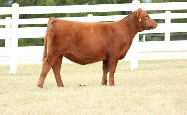 Right on Red Online Female Sale