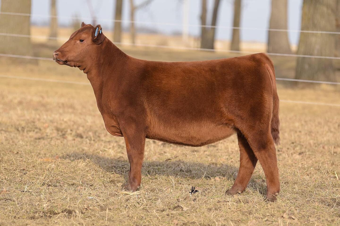 ‼️ Sale is now posted ‼️ 

Check out Lot 21 in the Weis/Rosebud fall born sale hosted by SC Online Sales. This heifer without a doubt has been a standout since she was born. We&rsquo;ve always strived to create red angus cattle with added muscle shap