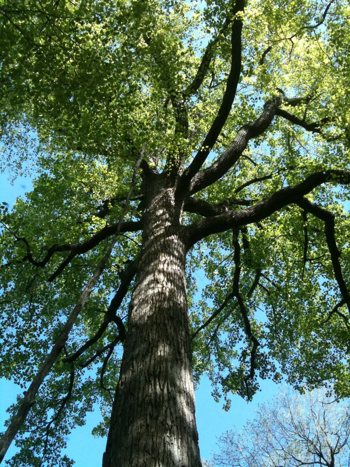 5-13-11 004 Oak at Eno Marsh.jpg