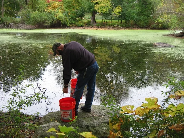 Rowledge Pond Aquaculture staff releasing Grass Carp in to the pond which is overgrown with vegetation