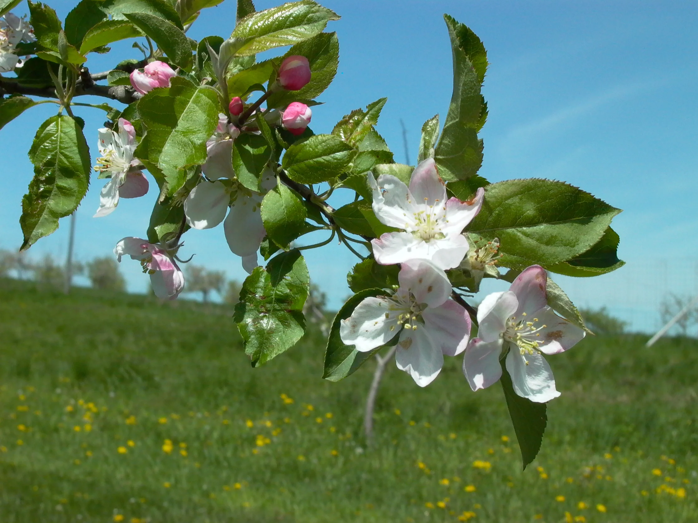 Trout Brook Valley, AppleBloom003, Tracy Pennoyer.jpg