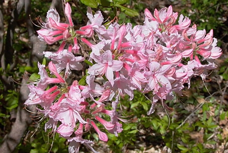 BEST WILDFLOWERS