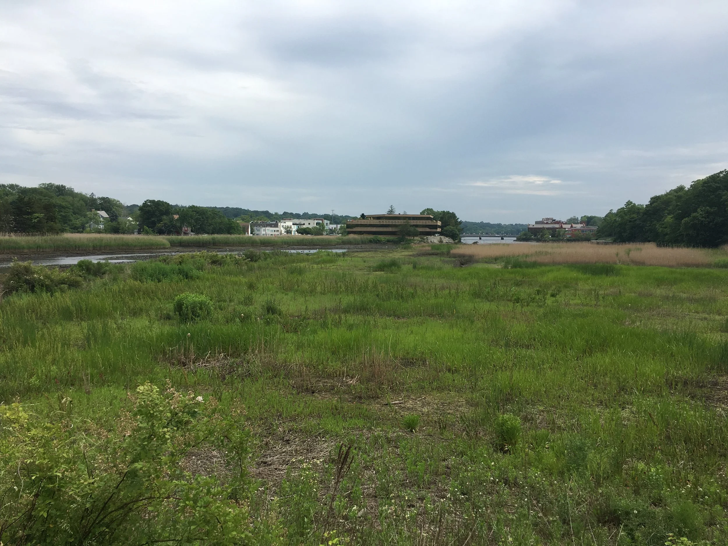 Taylortown Salt Marsh (Kings Hwy North and Wilton Road)