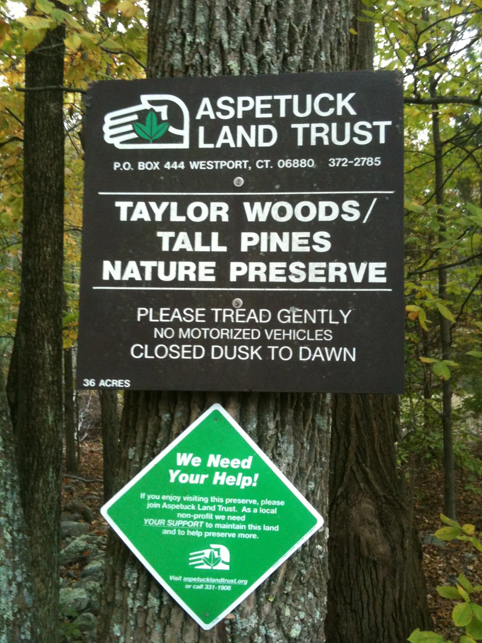 Weston Taylor Woods Tall Pines 2.jpg
