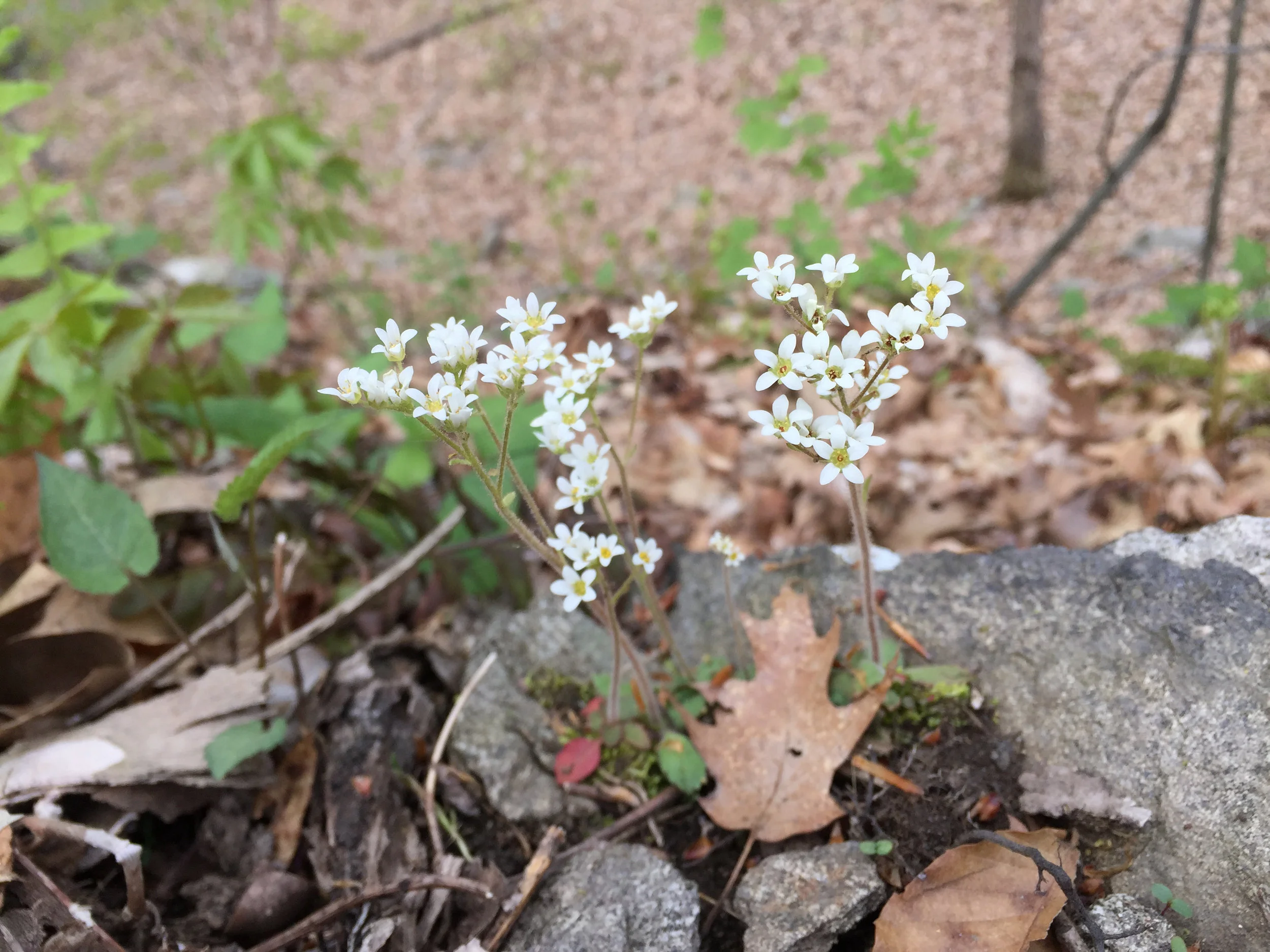 Spring Ephemerals Wildflower Walk with Anthony Zemba