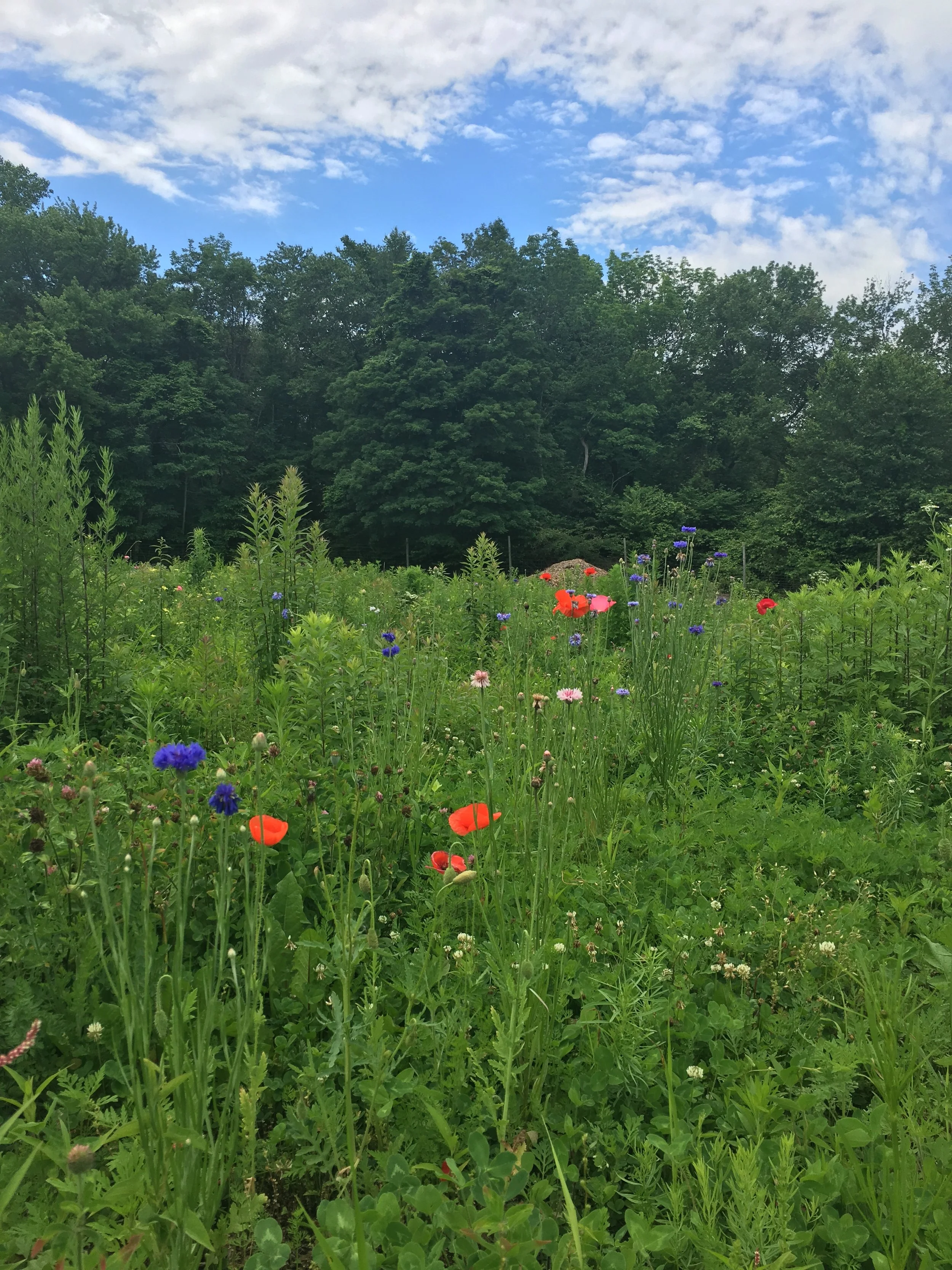 Save the Weston/Wilton Forest Block!