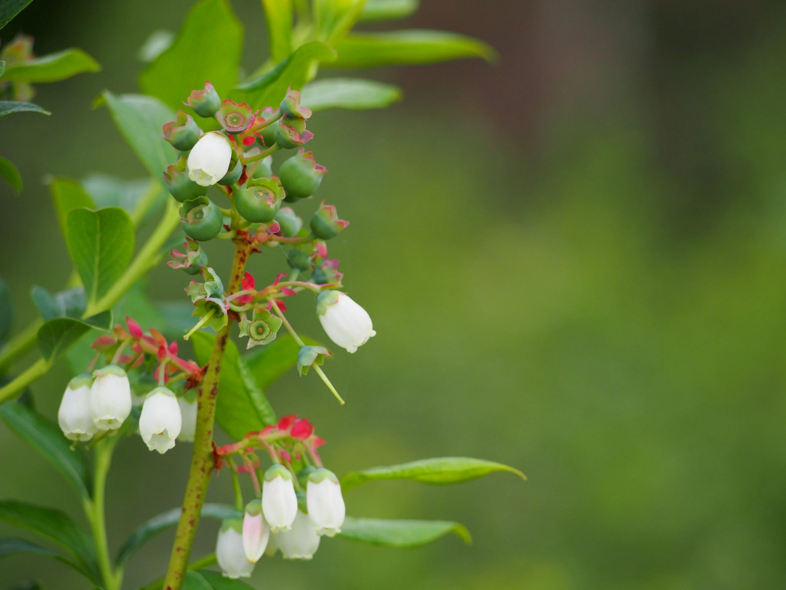 Blueberry Bush Planting