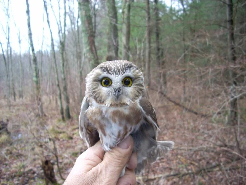 Larry Fischer - Nighttime Saw Whet Owl Demonstration