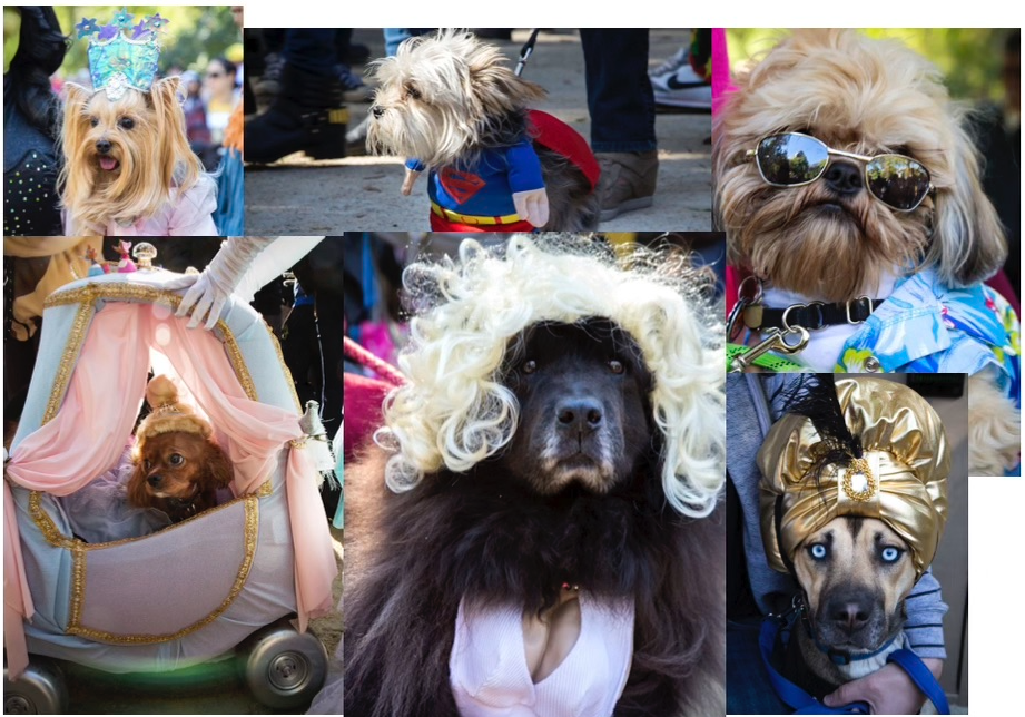 The Weston Kiwanis Dog Jamboree