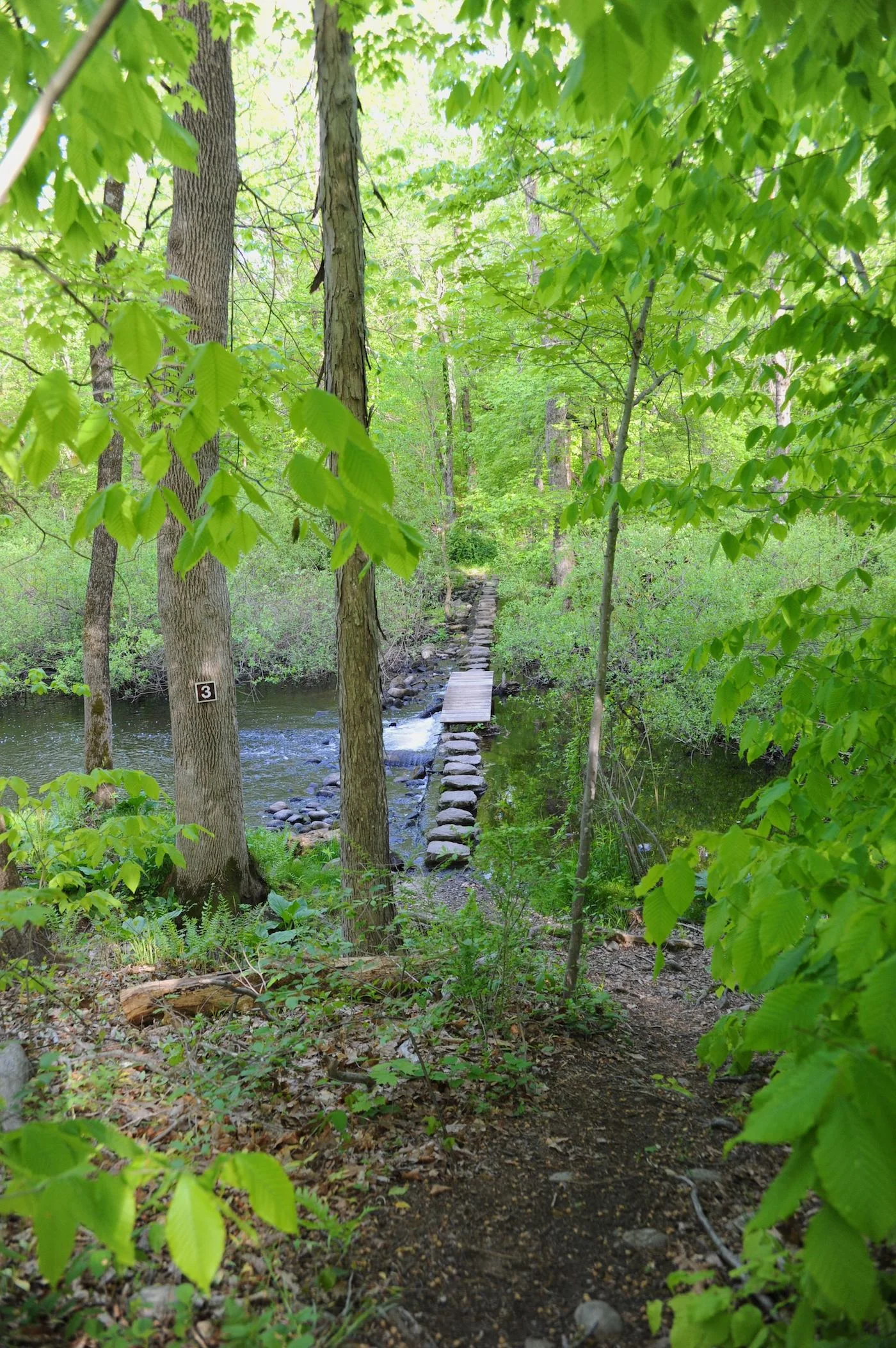 Stonebridge Waterfowl Preserve Hike