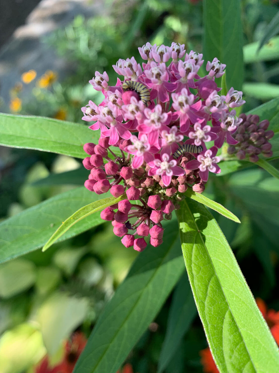 1st instar monarchs on swamp milkweed flower asclepias incarnata.jpg