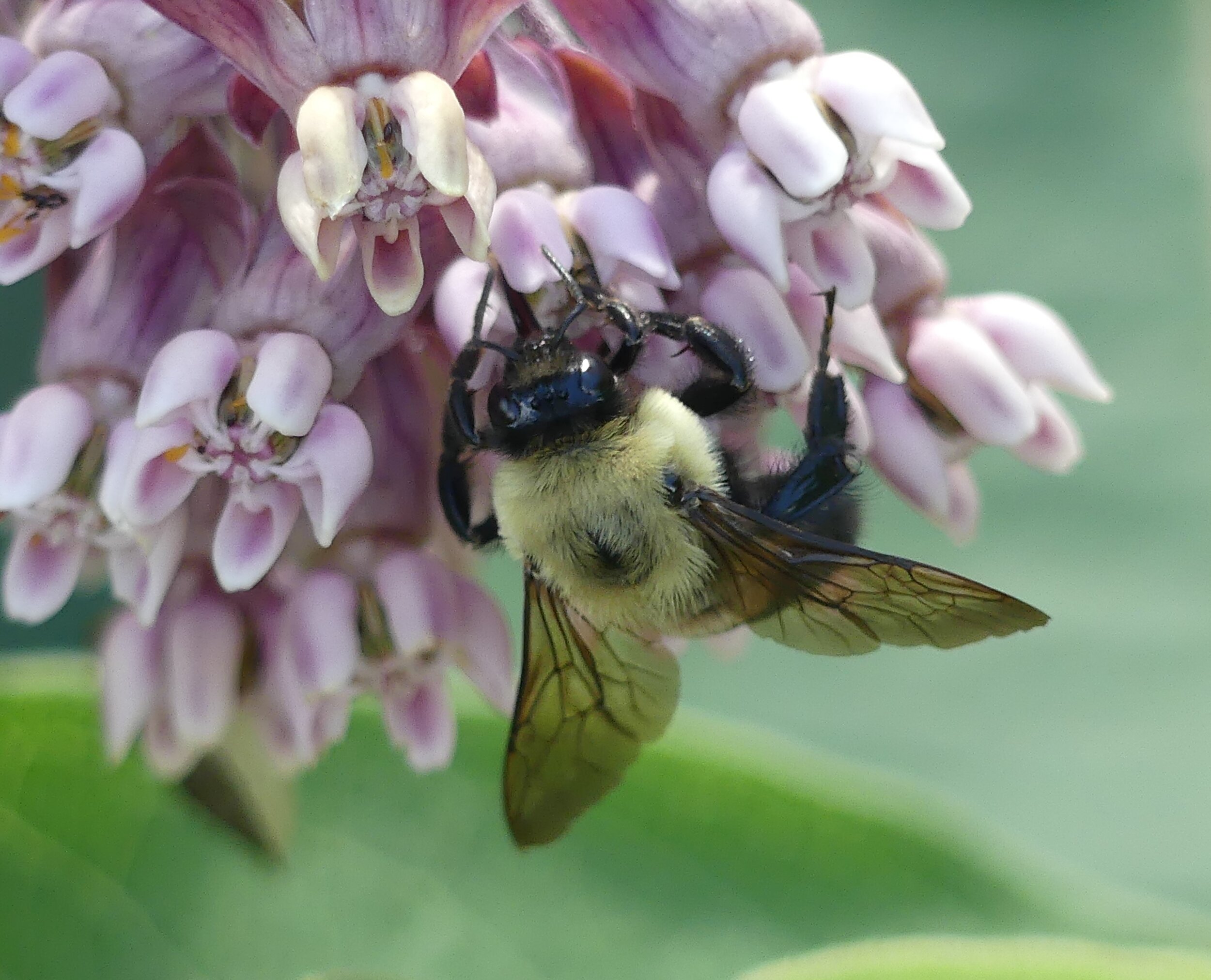 Common milkweed bumble.JPG