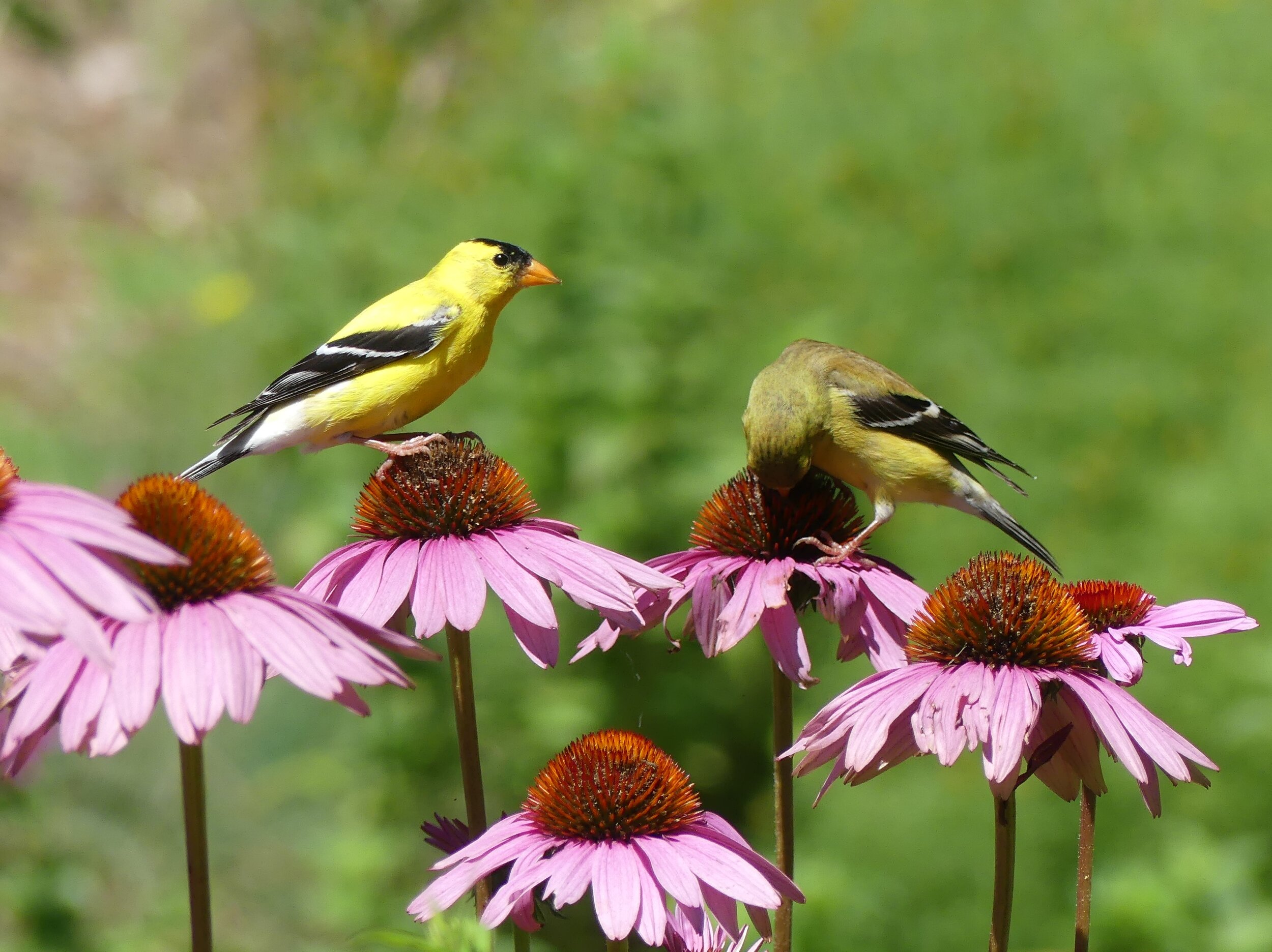 goldfinches coneflower.JPG