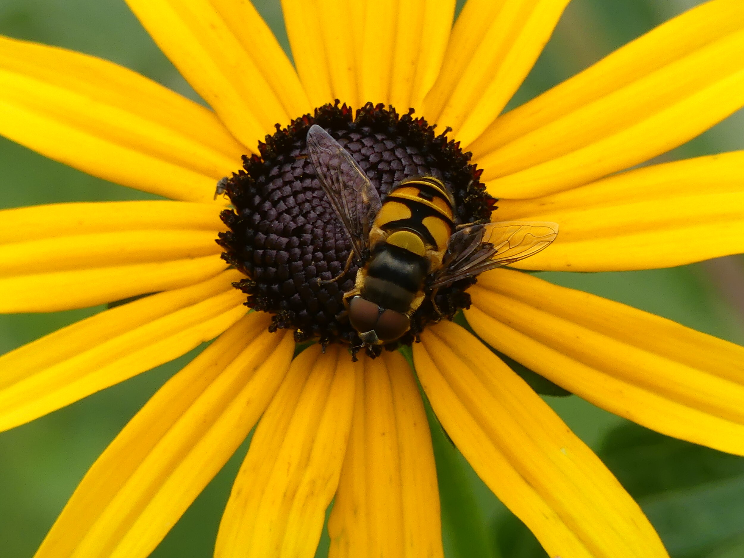 hoverfly rudbeckia.JPG