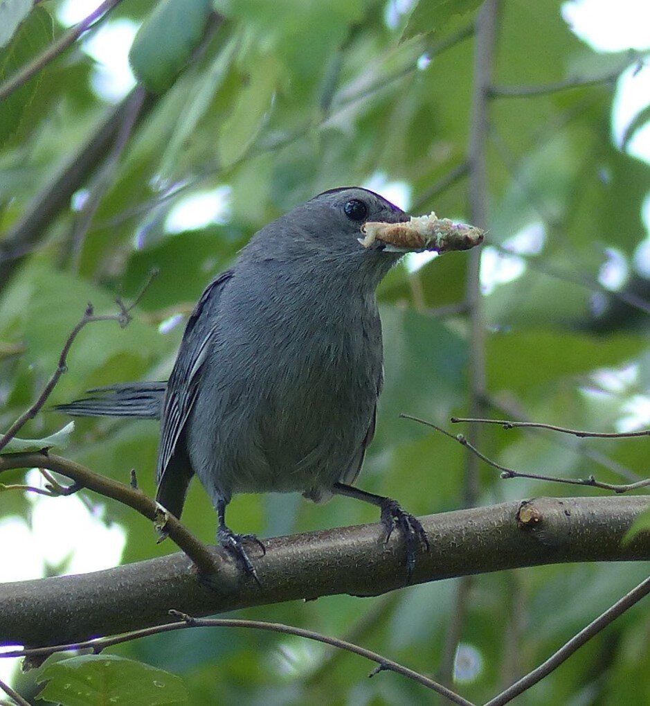 catbird in river birch.jpg