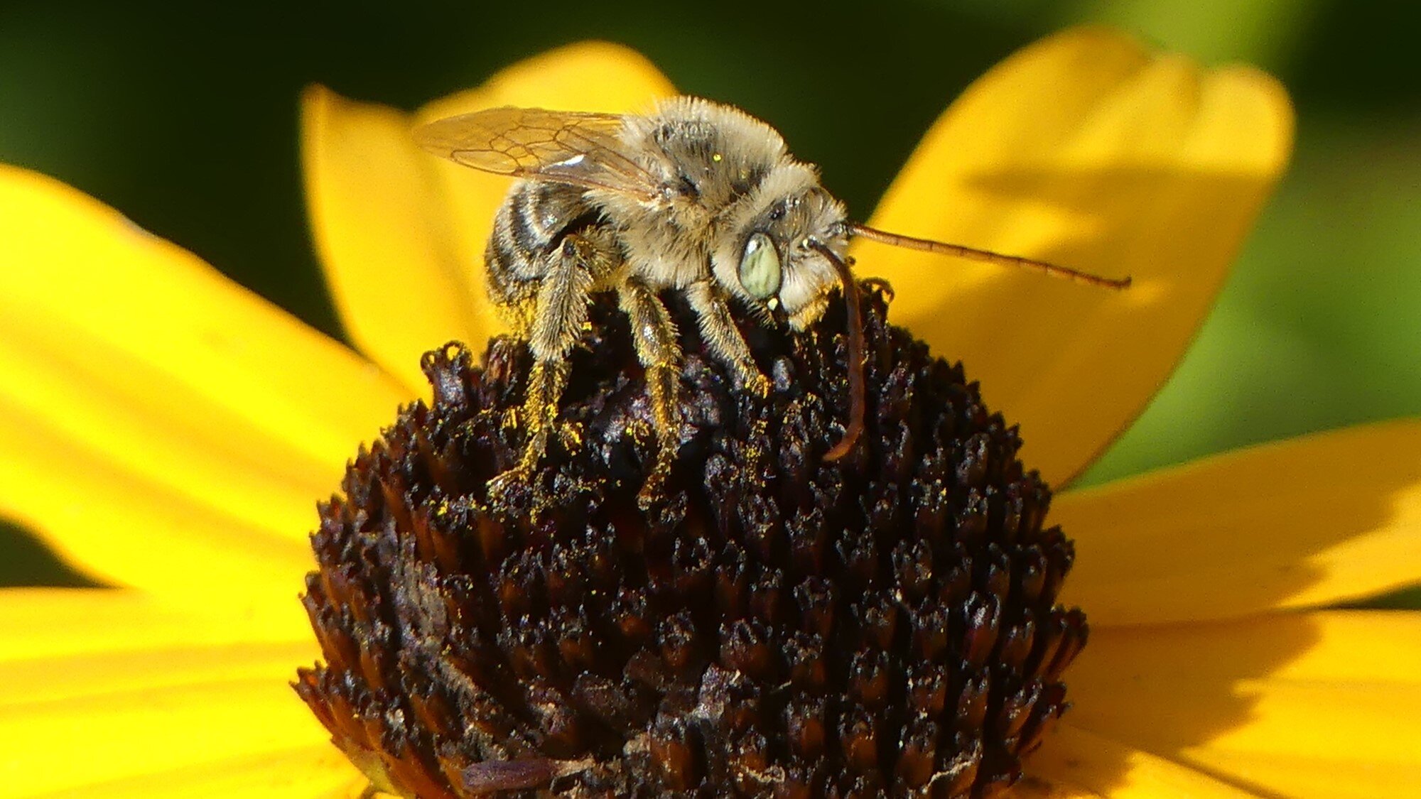 Long horned bee on rudbeckia.jpg