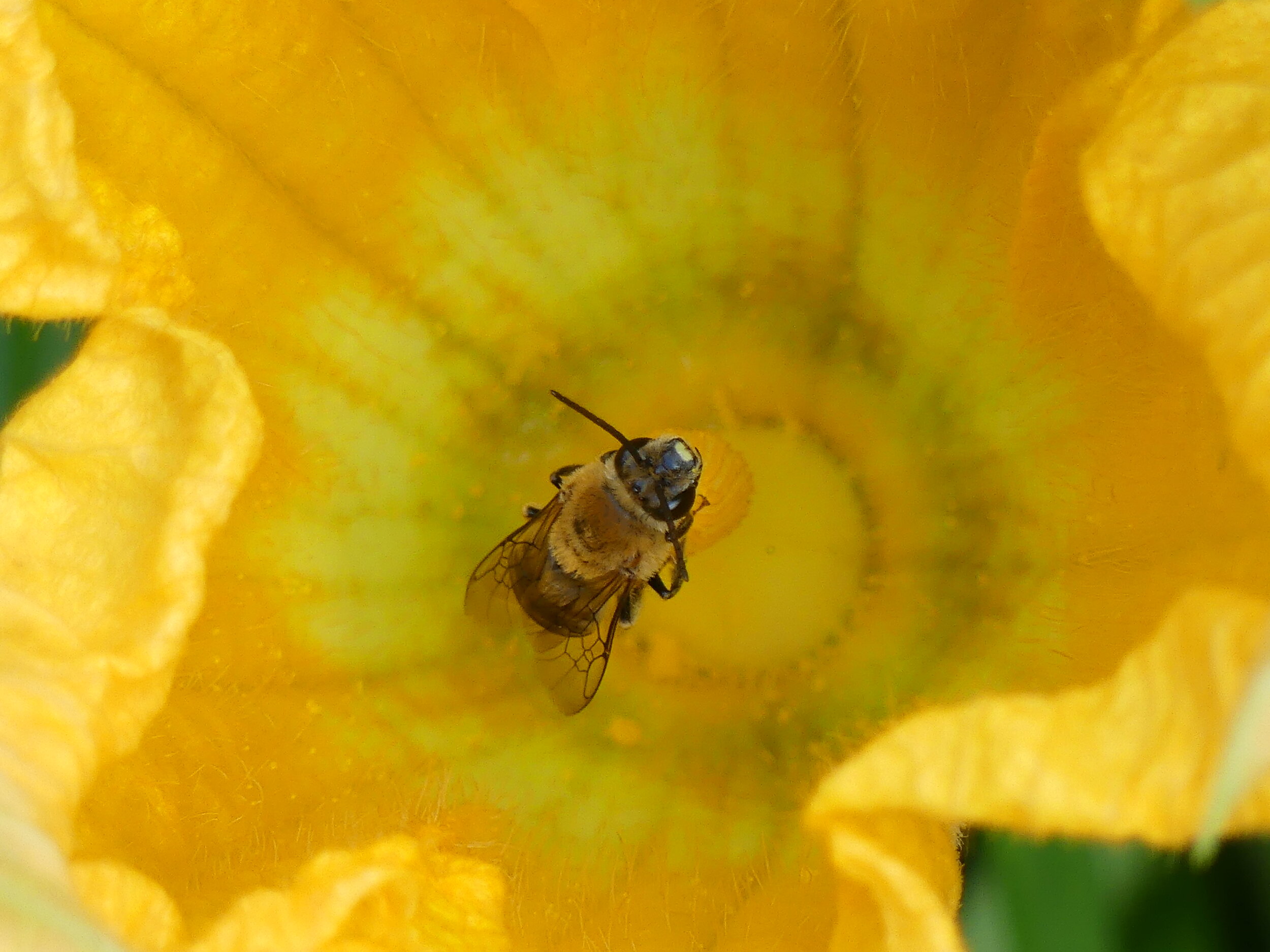 squash bee in flower.JPG