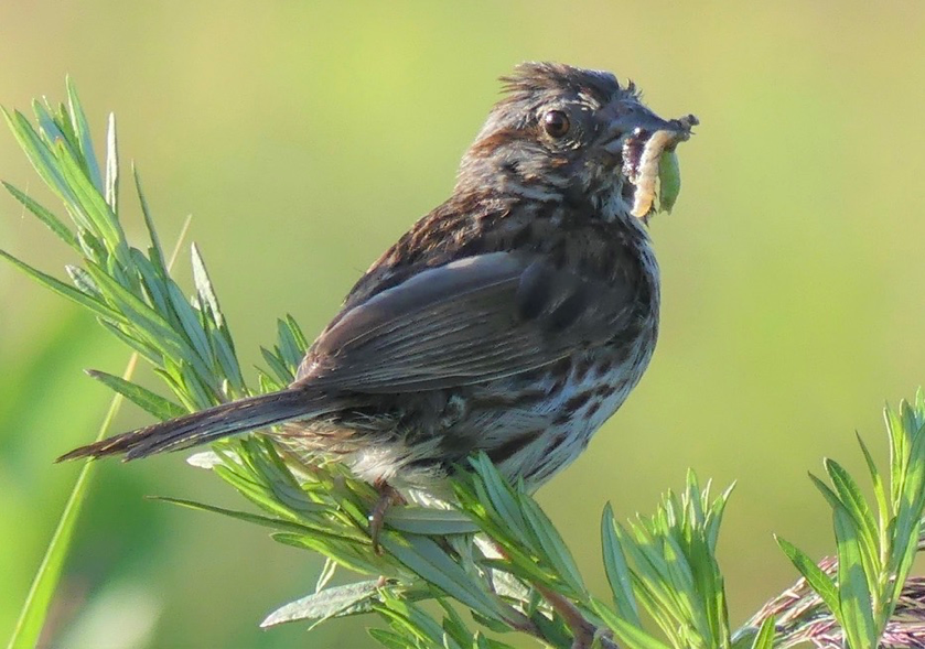 Song Sparrow .png